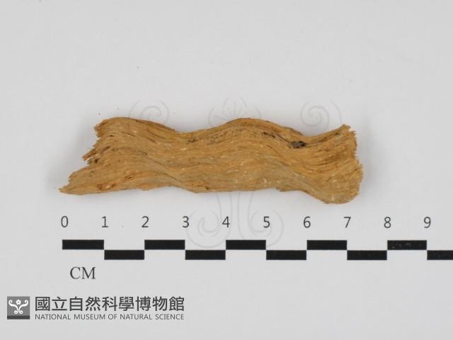 射脈菌屬藏品圖，第1張