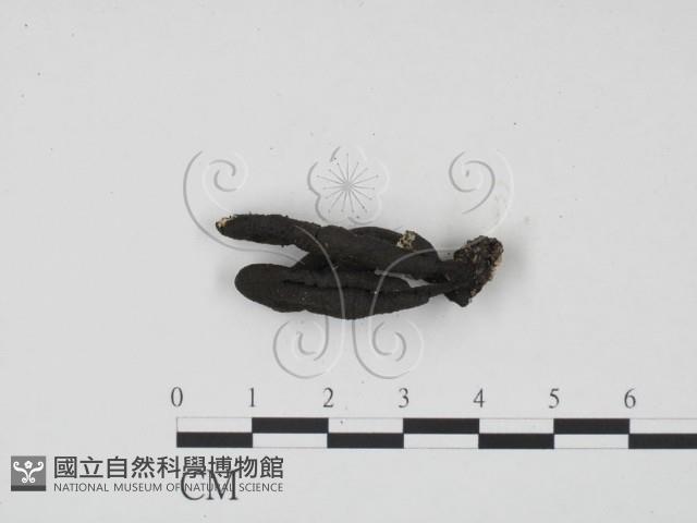 炭角菌屬藏品圖，第1張