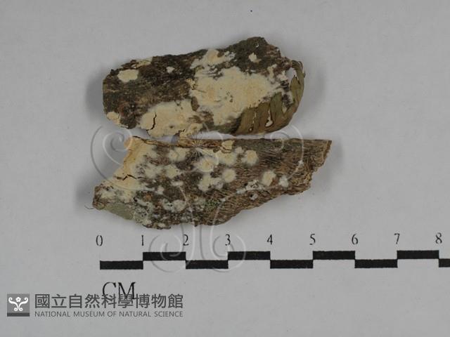 登錄號:F0029700藏品圖，第1張