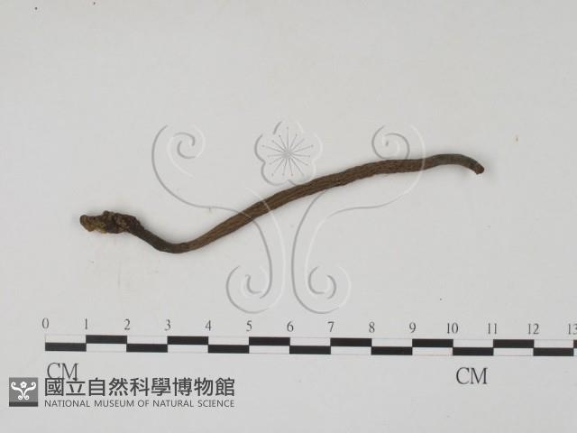登錄號:F0019700藏品圖，第1張