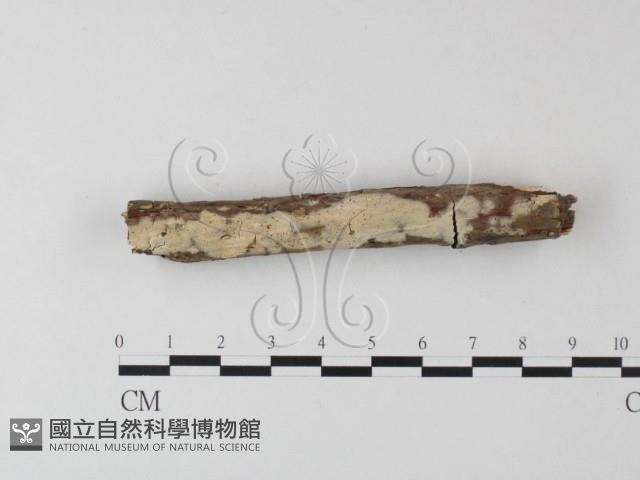 登錄號:F0023700藏品圖，第1張