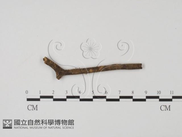 登錄號:F0003700藏品圖，第1張