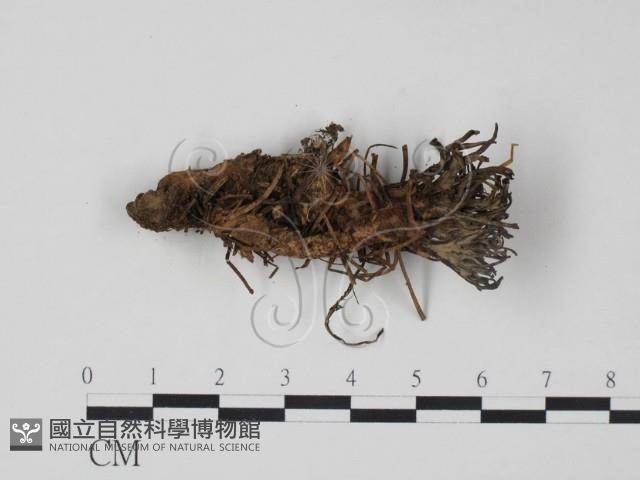 登錄號:F0013700藏品圖，第1張
