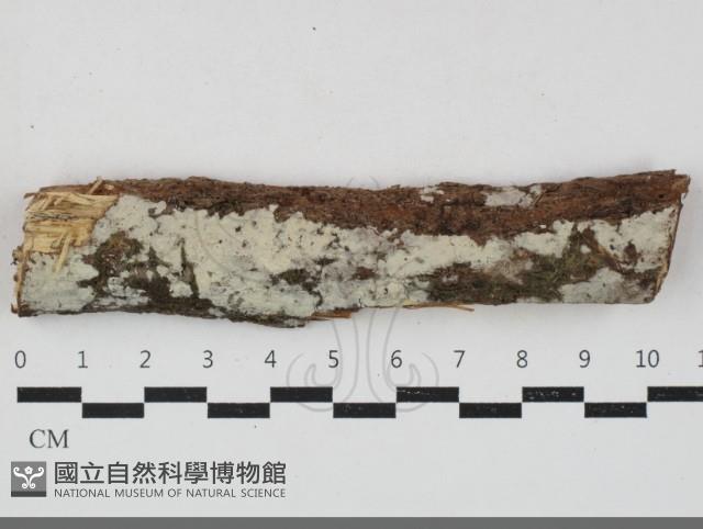 絲齒菌屬藏品圖，第1張