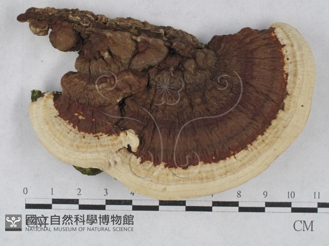 登錄號:F0028500藏品圖，第1張