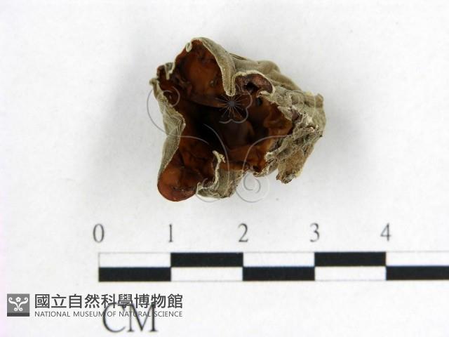 毛木耳藏品圖，第1張