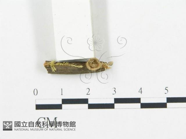 登錄號:F0000500藏品圖，第1張