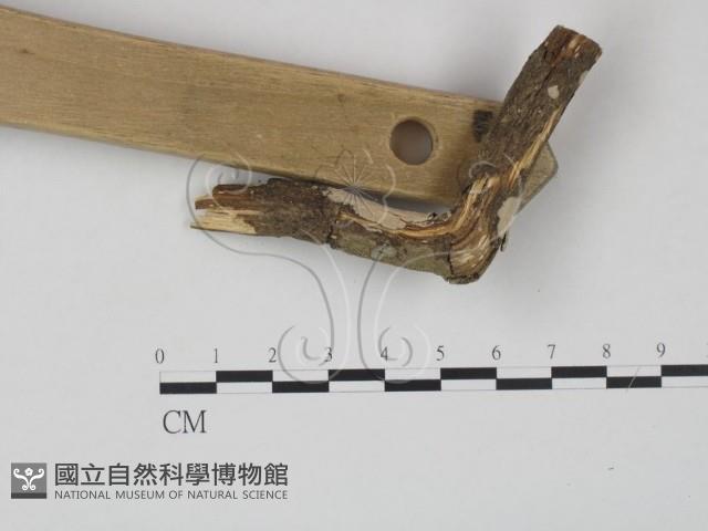 登錄號:F0010500藏品圖，第1張