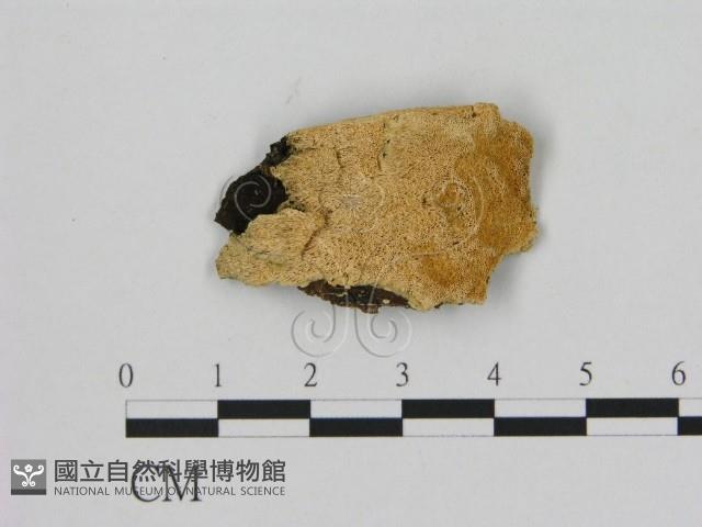 登錄號:F0006500藏品圖，第1張