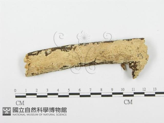 登錄號:F0001500藏品圖，第1張