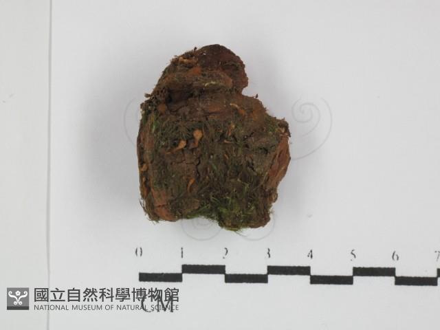 登錄號:F0031500藏品圖，第1張