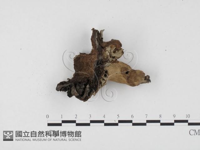 登錄號:F0024500藏品圖，第1張