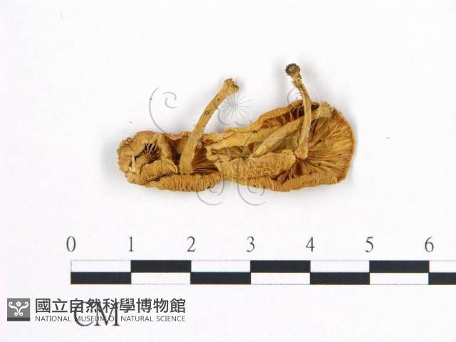 登錄號:F0014500藏品圖，第1張