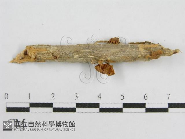 微皮傘屬藏品圖，第1張