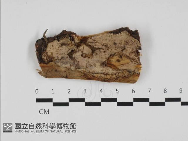 韌革菌屬藏品圖，第1張