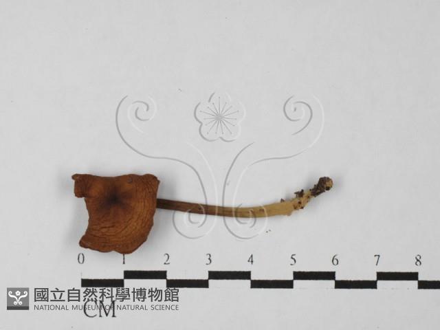 登錄號:F0027500藏品圖，第1張