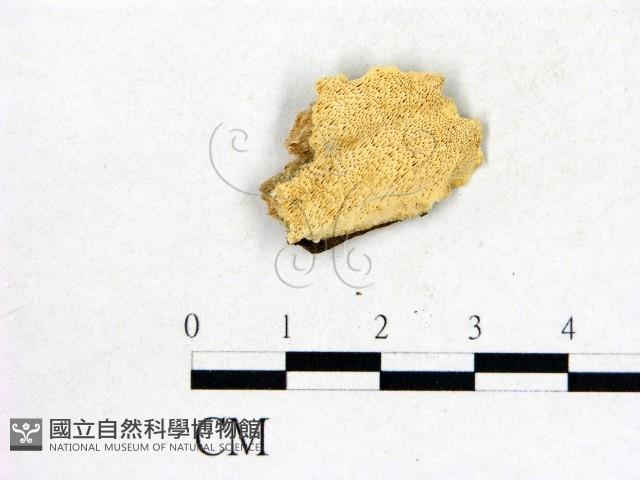 登錄號:F0017500藏品圖，第1張