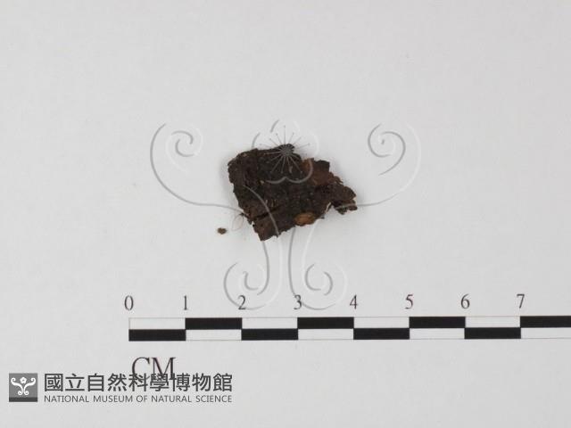 登錄號:F0025500藏品圖，第1張