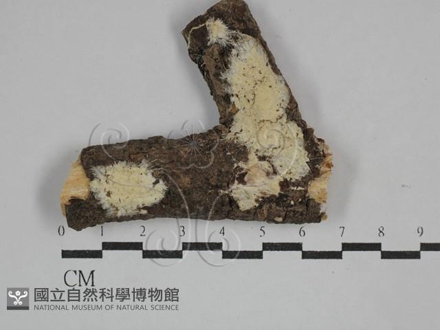 齒耳菌屬藏品圖，第1張