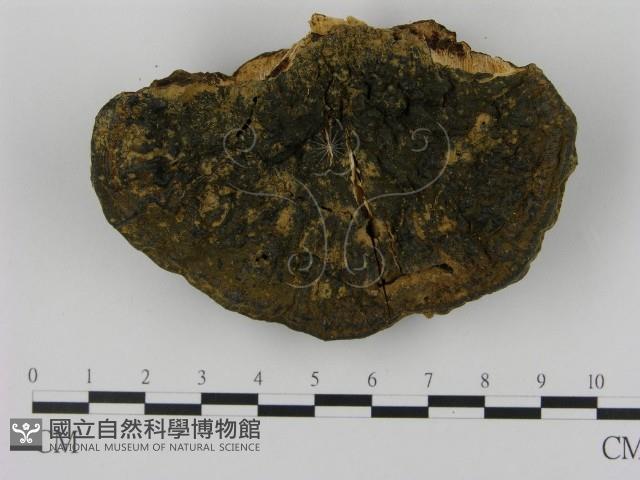 登錄號:F0003500藏品圖，第1張