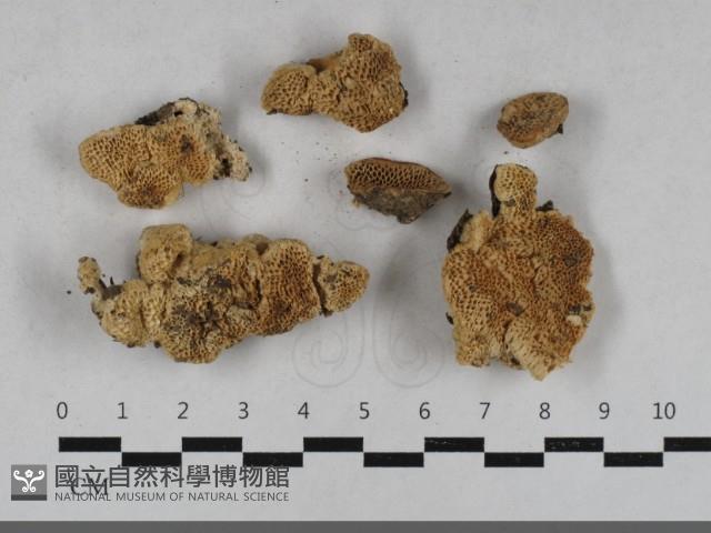 栓菌屬藏品圖，第1張