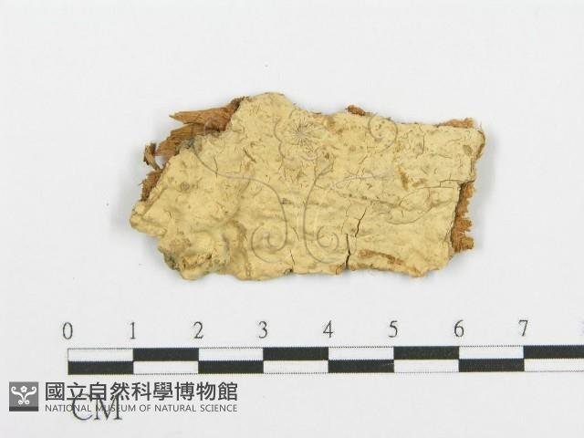 登錄號:F0020100藏品圖，第1張