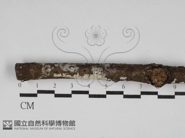 刺皮菌屬藏品圖，第1張