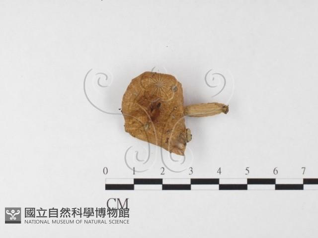 登錄號:F0026100藏品圖，第1張