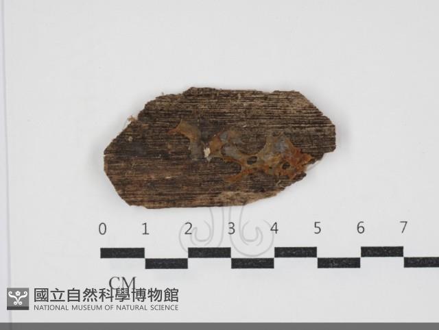 花耳屬藏品圖，第1張