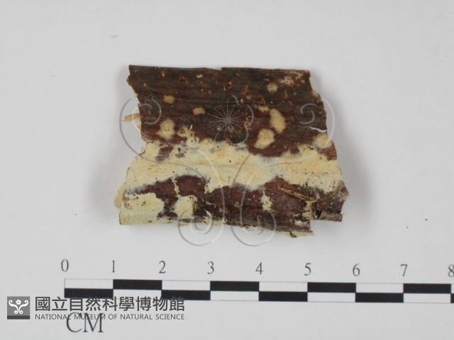 登錄號:F0022100藏品圖，第1張