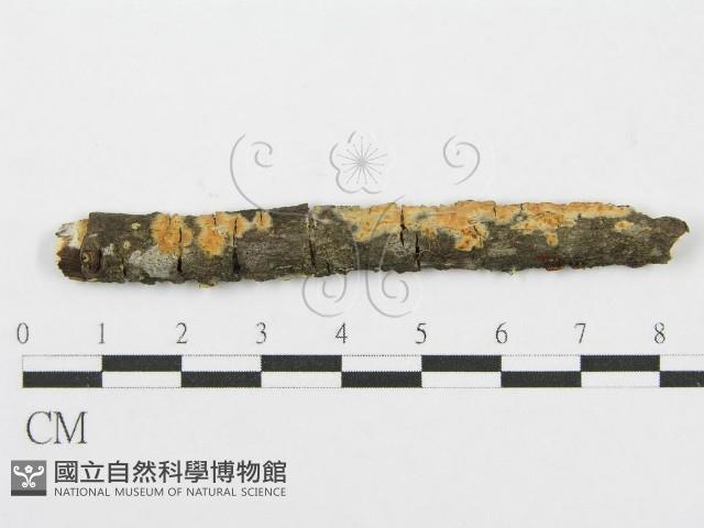 筍殼菌屬藏品圖，第1張