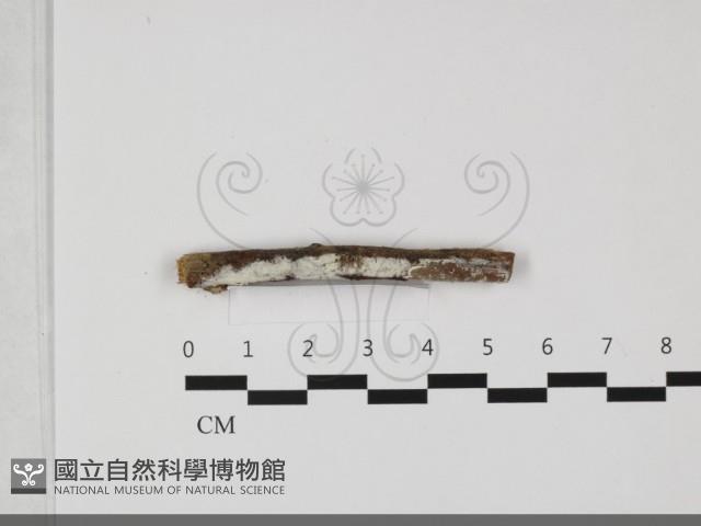 登錄號:F0032100藏品圖，第1張