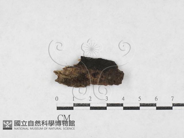 登錄號:F0027100藏品圖，第1張