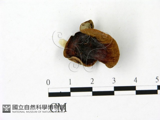 登錄號:F0023100藏品圖，第1張