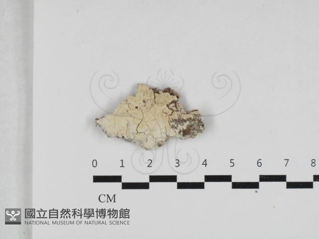 擬筍殼菌屬藏品圖，第1張