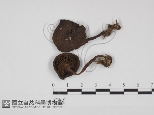 登錄號:F0031000藏品圖，第1張