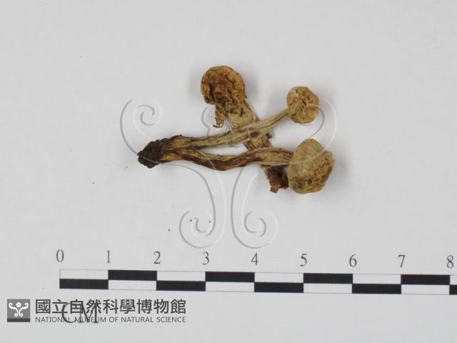 登錄號:F0022000藏品圖，第1張