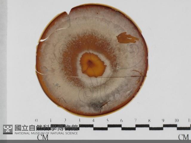 登錄號:F0032000藏品圖，第1張