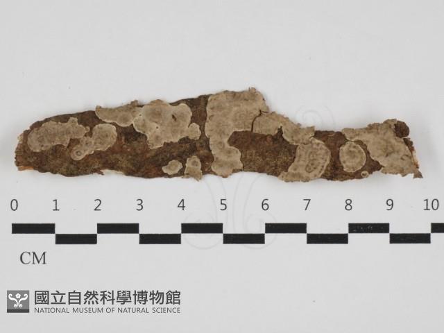 韌革菌屬藏品圖，第1張