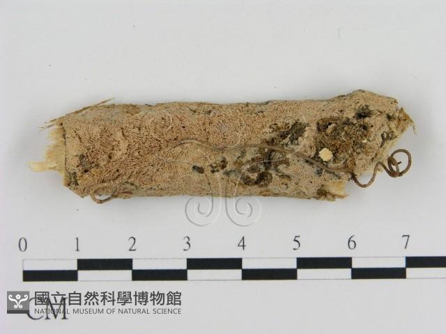 登錄號:F0010300藏品圖，第1張