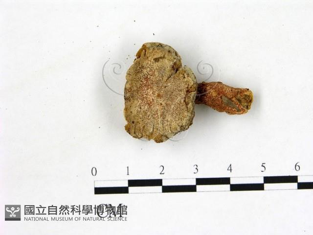 登錄號:F0011300藏品圖，第1張
