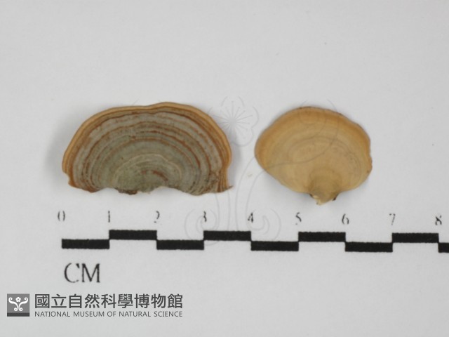毛木耳藏品圖，第1張