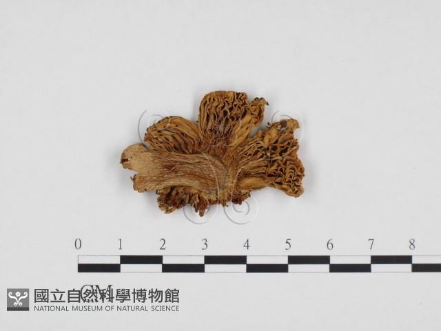 登錄號:F0024300藏品圖，第1張