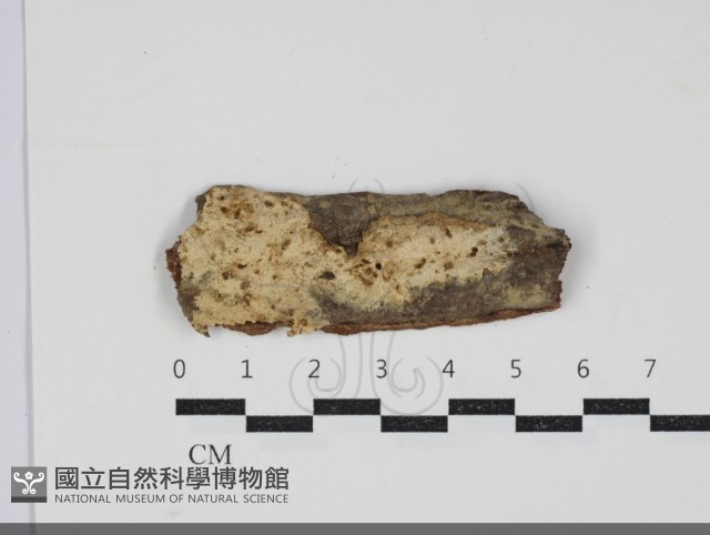登錄號:F0034300藏品圖，第1張