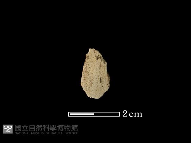 矛鏃形器藏品圖，第1張