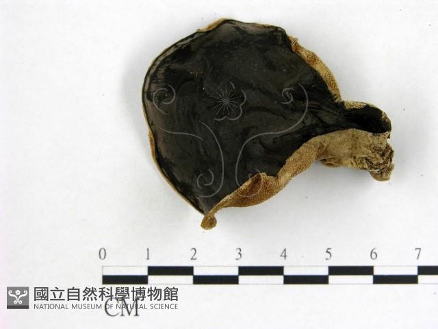 毛木耳藏品圖，第1張