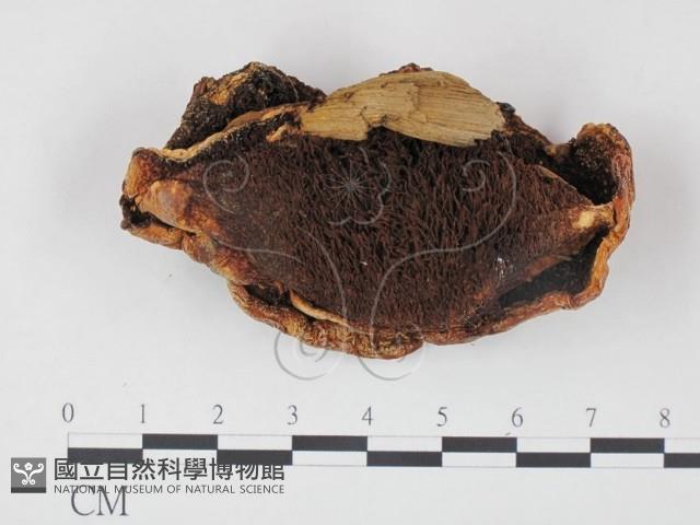 登錄號:F0002300藏品圖，第1張