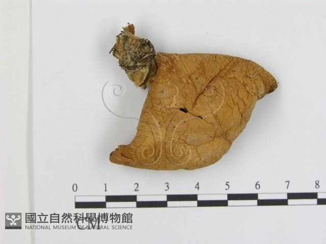 登錄號:F0012300藏品圖，第1張