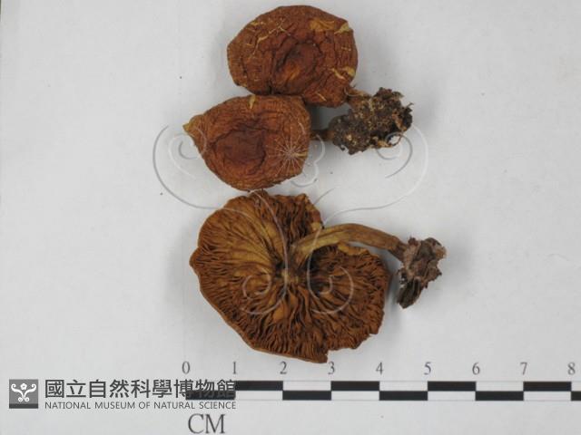 登錄號:F0027300藏品圖，第1張