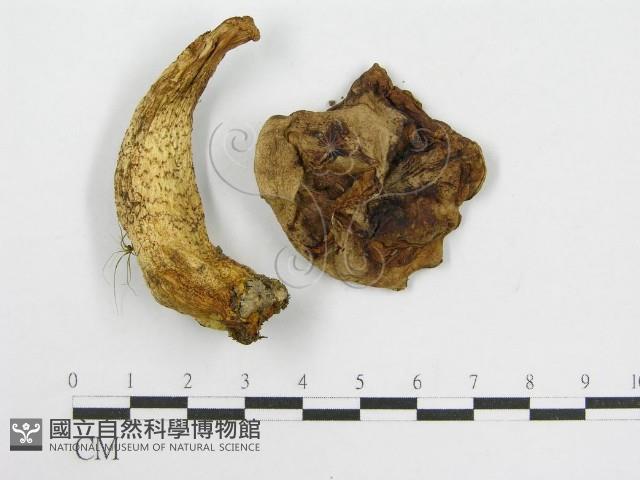 登錄號:F0013300藏品圖，第1張